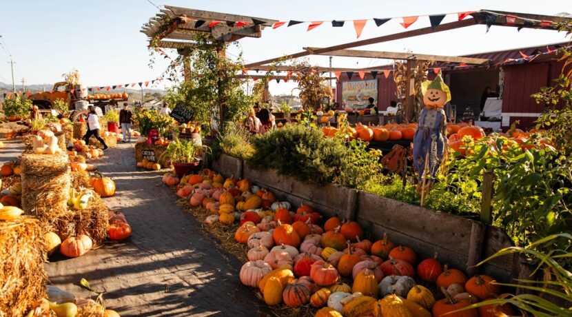 Ground Protection for Outdoor Events: Preparing for Pumpkin Patches & Firework Displays