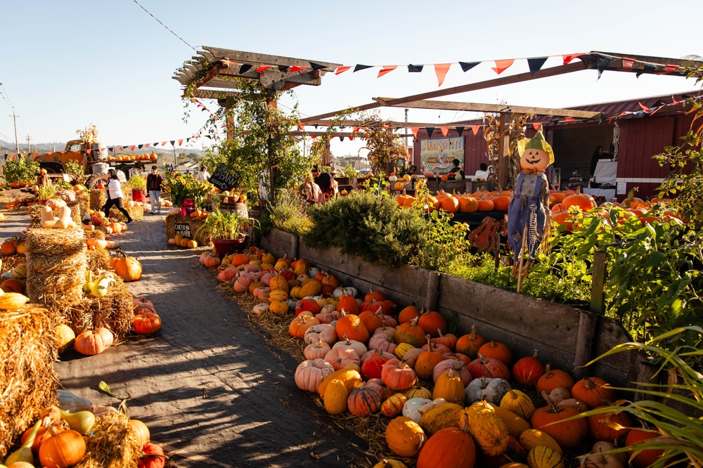 Ground Protection for Outdoor Events: Preparing for Pumpkin Patches & Firework Displays